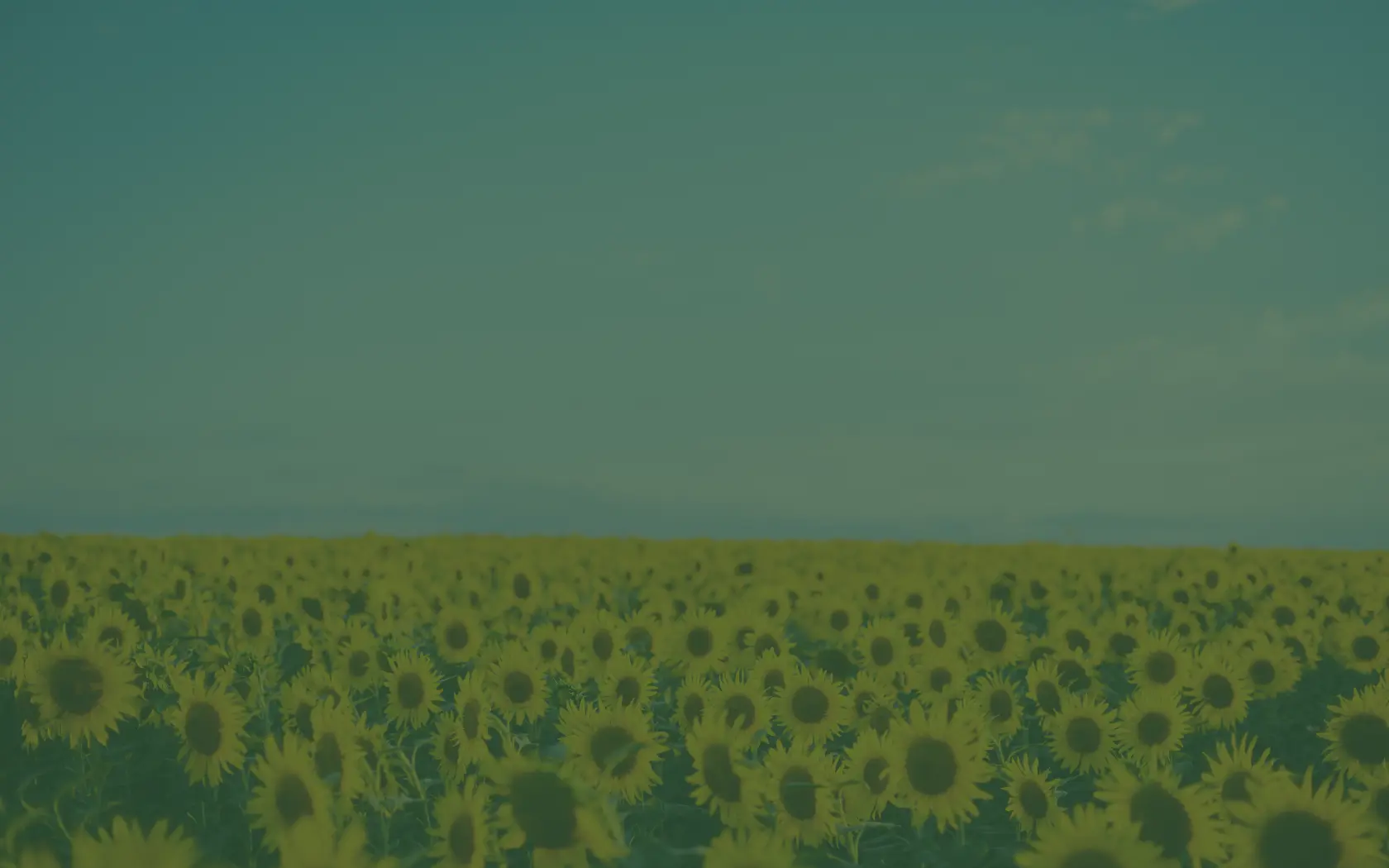 Cosecha de girasol - Green Crops Spain