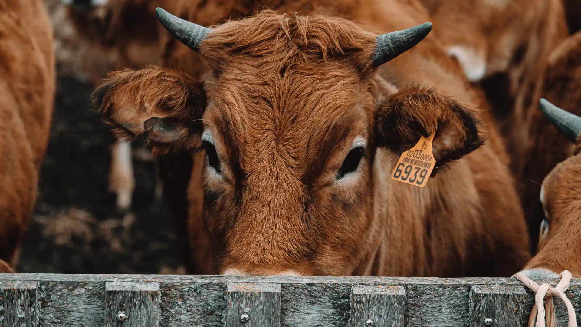 Proteína vegetal para alimentación animal Green Crops